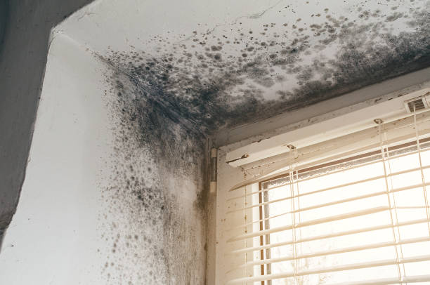 Affordable Mold Remediation solutions in North Merritt Island, FL
